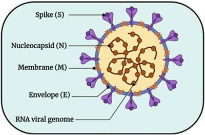 Computer-aided drug design for virtual-screening and active-predicting of main protease (Mpro) inhibitors against SARS-CoV-2